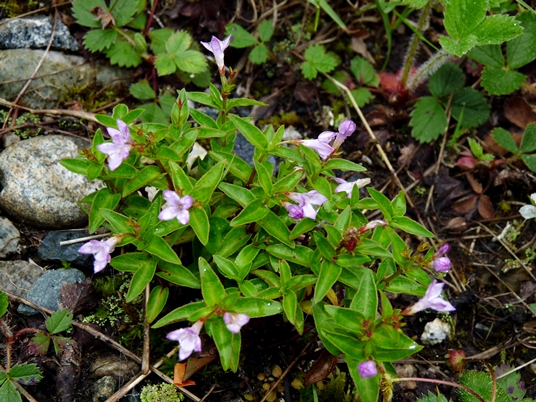 {Houstonia montana}
